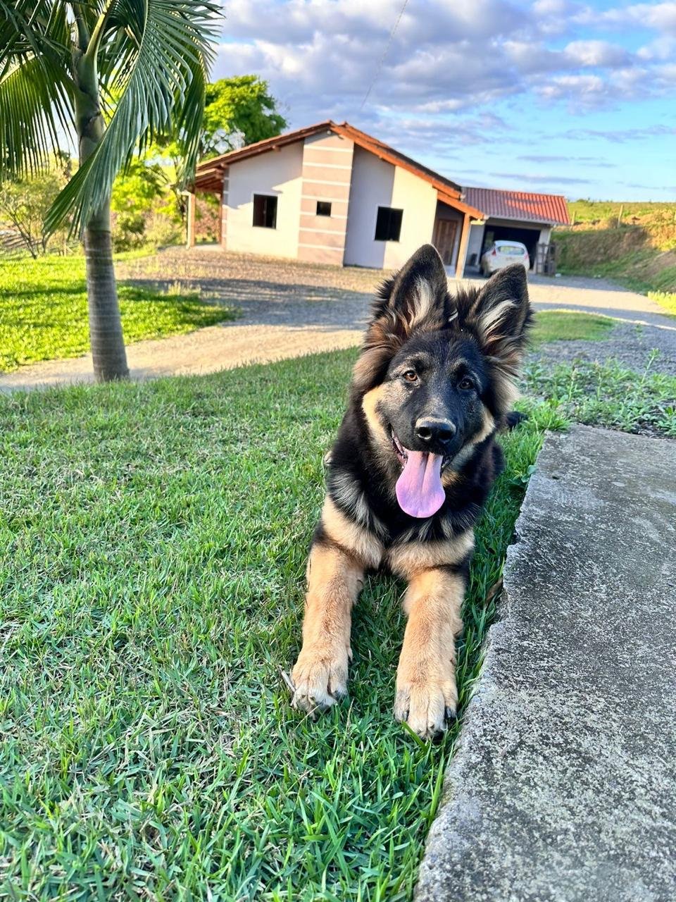 Canil Luz do Sol no Instagram