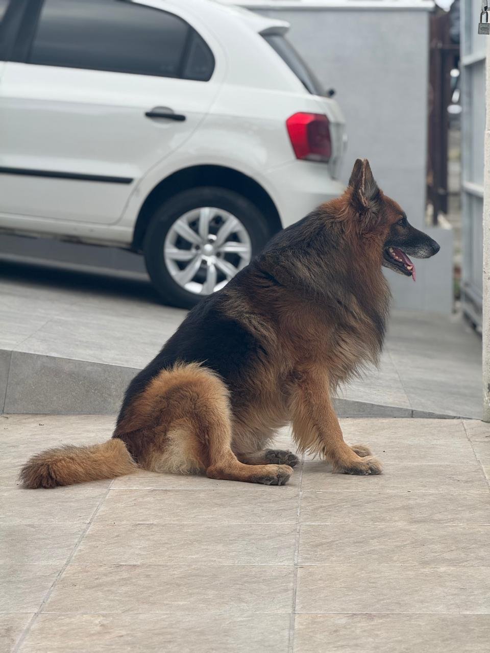 Pastor Alemão - Nossa Genética
